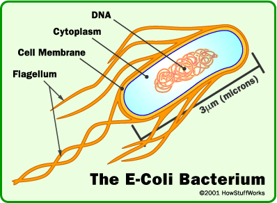 cell-ecoli-nanorobots.gif