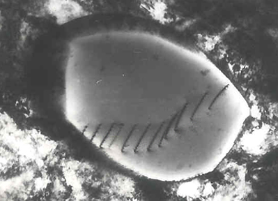 TEM Micrograph of Dislocations1